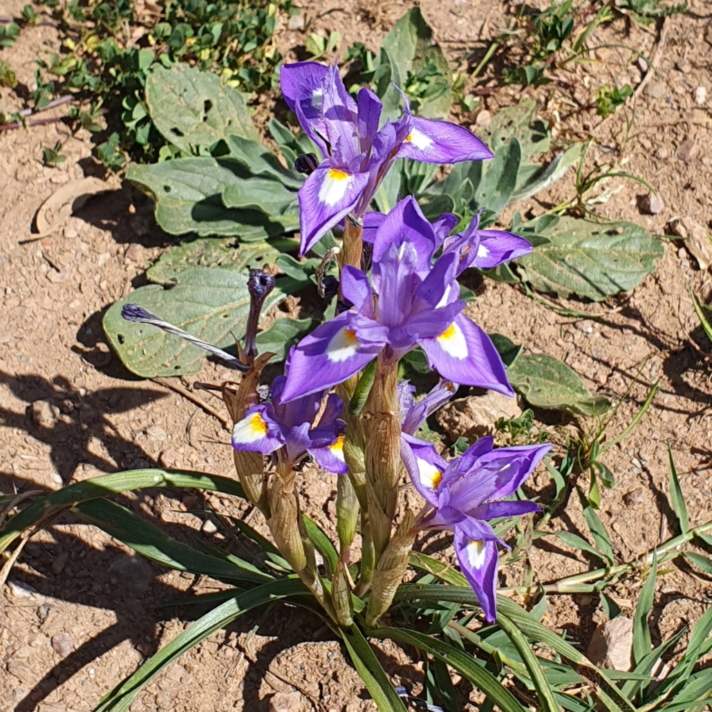 blume