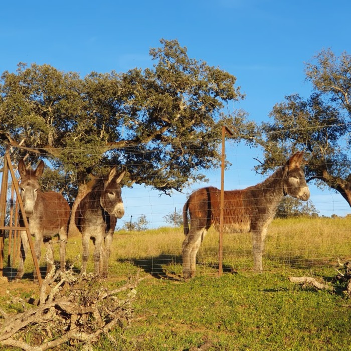 donkey-on-grass-with-trees