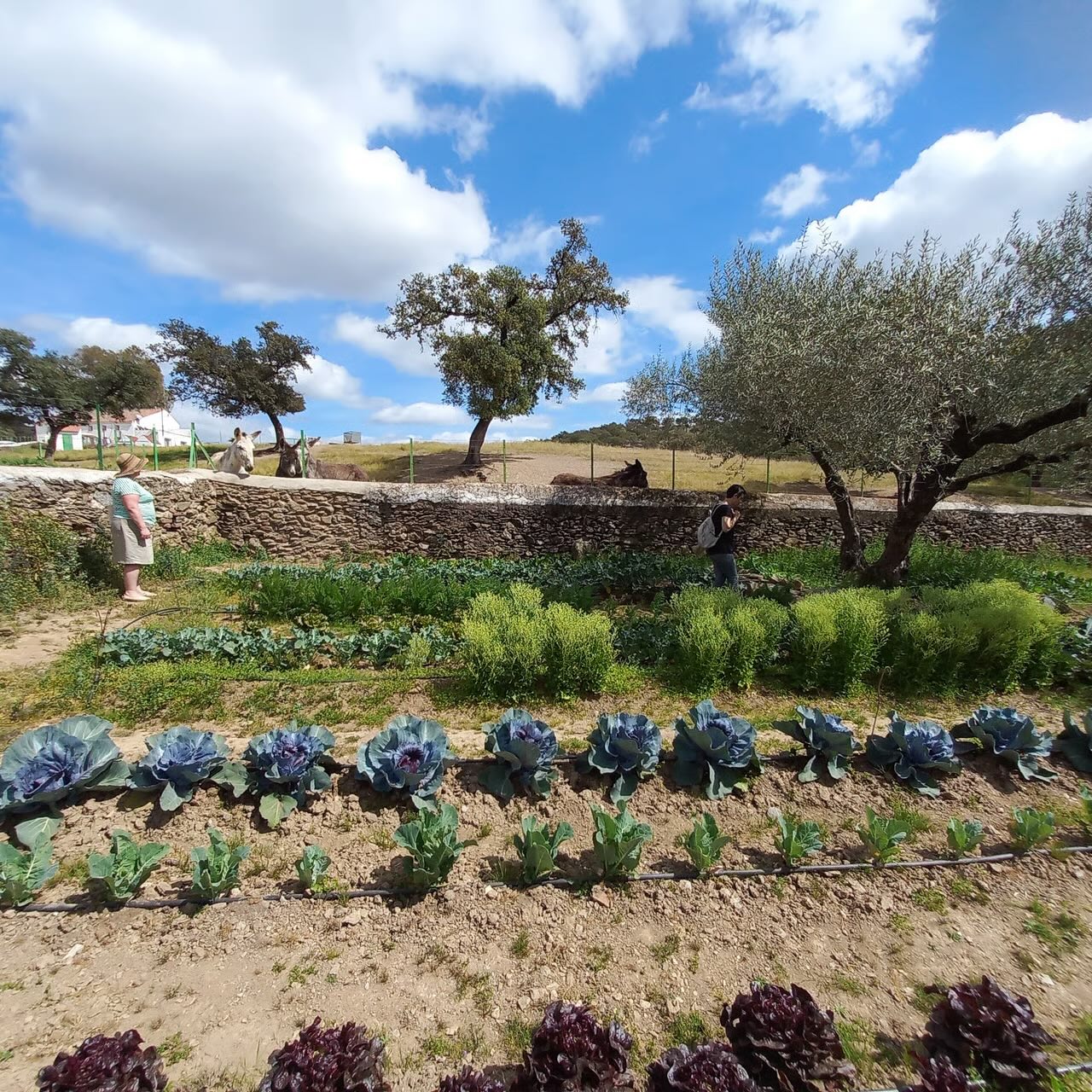 vegetable-garden